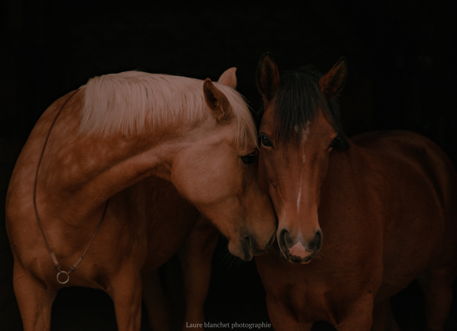 Graine et Dexter sur fond noir chez Poney loisir à Orgères