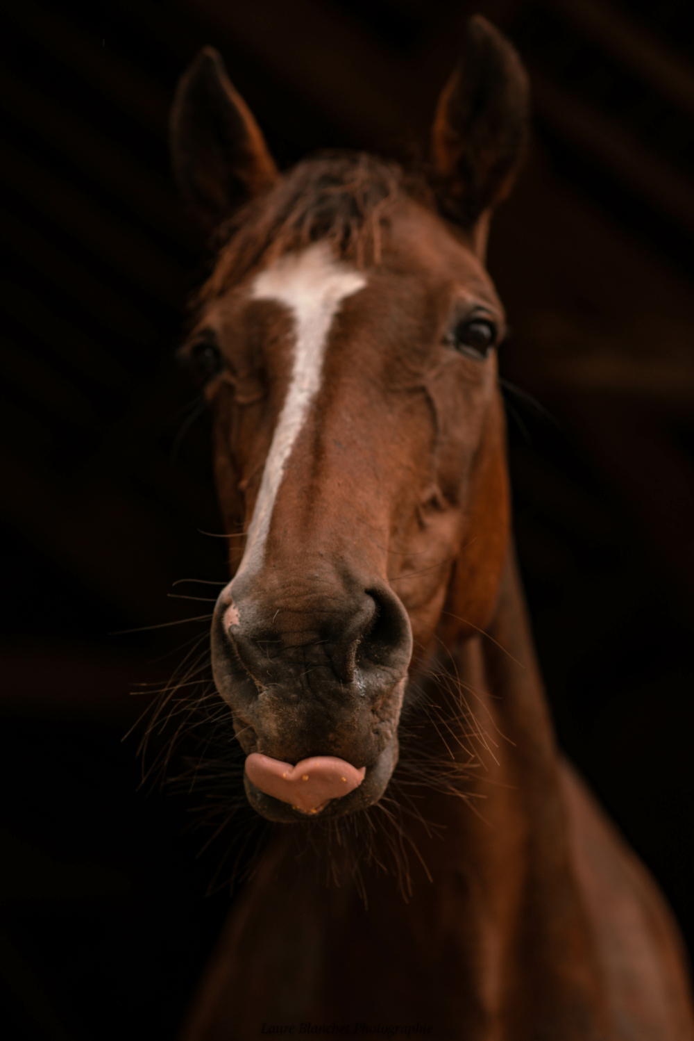 Portrait de mignonne sur fond noir aux écuries de poney loisir